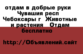 отдам в добрые руки - Чувашия респ., Чебоксары г. Животные и растения » Отдам бесплатно   